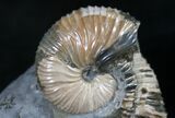 Hoploscaphites Brevis Ammonite Display #8958-1